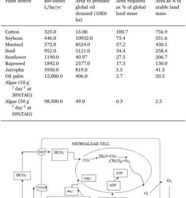 Fig. 9. Bacterial–algae relationship [131].