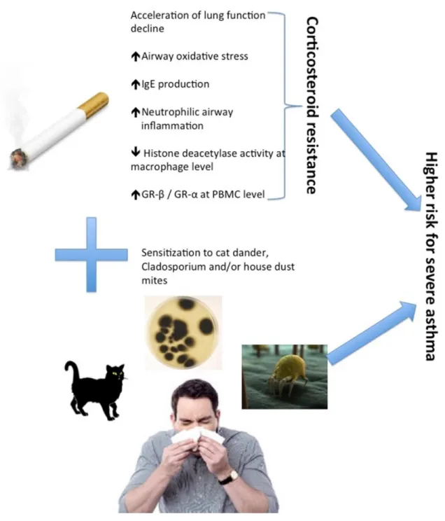 Figure 2: Influence of smoking and atopy in determining more severe asthma. 