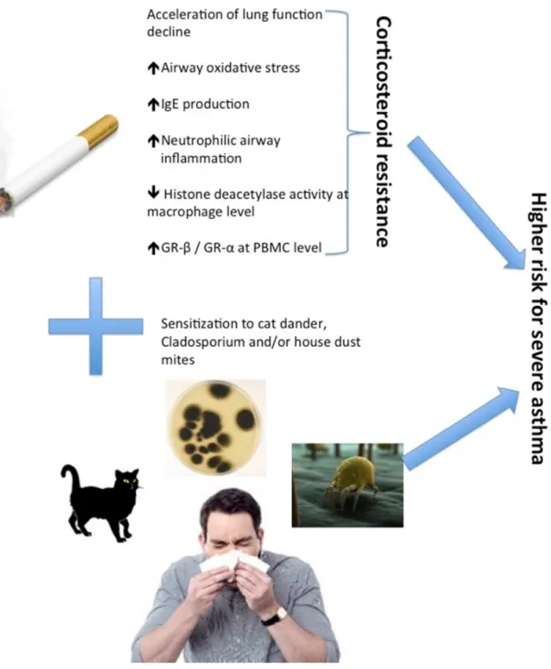 Figure 2: Influence of smoking and atopy in determining more severe asthma. 