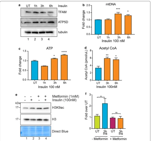 Fig. 6 Insulin increases mitochondrial biogenesis and ATP production. a Western blot analysis using the indicated antibodies in MDA-MB-231 cell lysates treated with insulin (100 nM) for 1 h, 3 h or 6 h