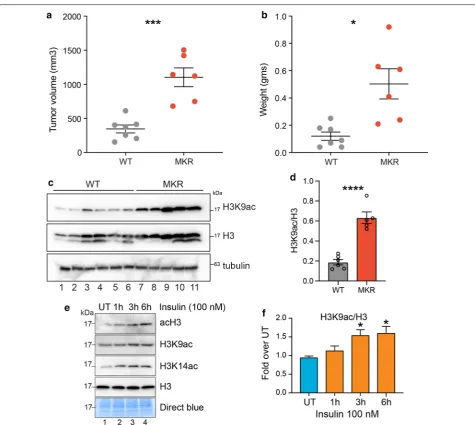 Fig. 1 Hyperinsulinemia in MKR mice and in vitro promotes an increase in histone acetylation