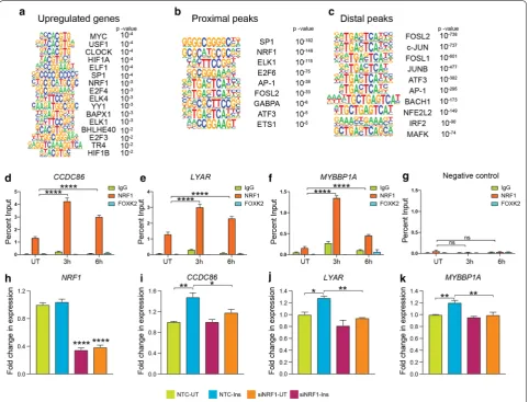 Fig. 5 Transcription factors NRF1 is involved in insulin-mediated gene expression changes and chromatin remodeling