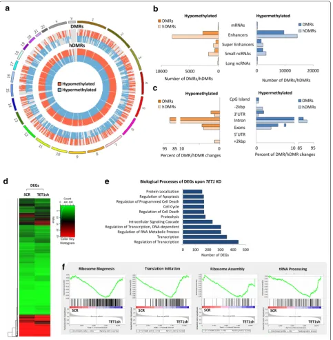 Fig. 5 TET1 KD in human T‑ALL cells alters gene expression by changing DNA (hydroxy)methylation