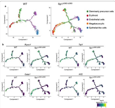 Fig. 7 Absence of functional Sp1 results in highly disordered differentiation trajectories