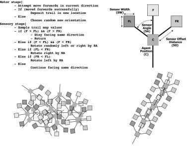 Figure 3. Base agent behavioral algorithm and agent morphology. Top left: Agent motor-sensory algorithm orients agenttoward strongest source of chemoattractant gradient and attempts to move forward in current direction