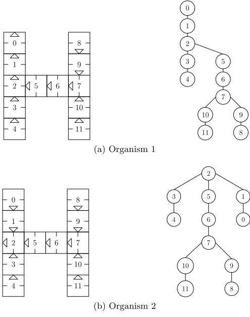 Fig. 4. Graphical representation of organism structures
