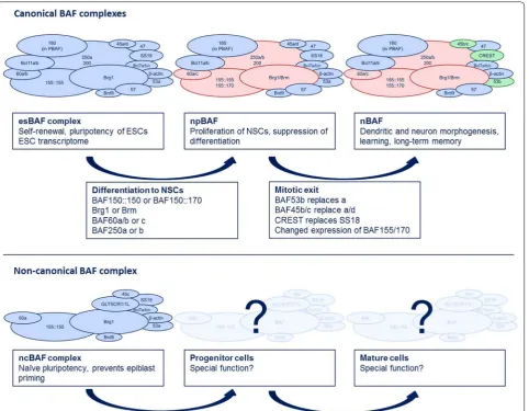 Fig. 1 BAF complex subunit switches during mammalian development. BAF complex subunits undergo distinct switches during development to adapt to the requirements of more differentiated cell types