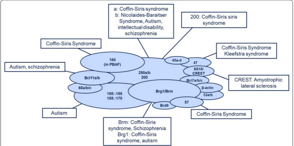 Fig. 2 The role of subunit mutations in developmental disorders. BAF subunit mutations have a high implication in human developmental disorders