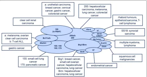 Fig. 3 The role of subunit mutations in cancer. Mutations in BAF subunit do not only cause neurodevelopmental diseases but also have an important role in tumorigenesis