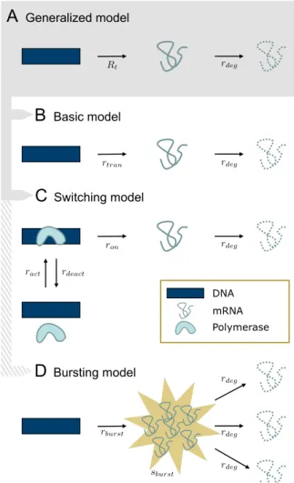 Figure 1: Transcription and degradation models: (A) Gen- Gen-eralized model with time-dependent stochastic transcription rate R t and constant deterministic degradation rate r deg 