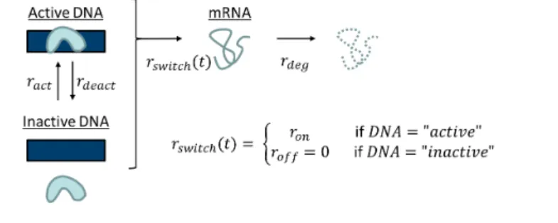 Figure S1: Related to Figure 1B and to Appendix. Detailed depiction of the Markov chain that governs the switching process in the switching model of gene activation, transcription and degradation.