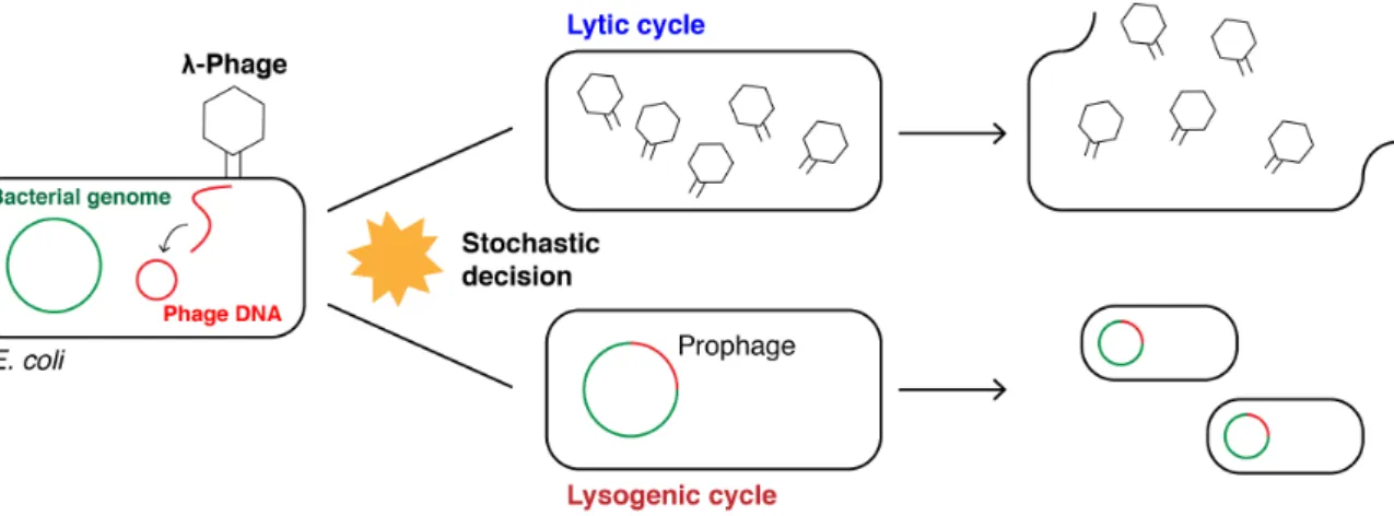 Fig. 1.1: Bet-hedging strategy of the λ -phage.