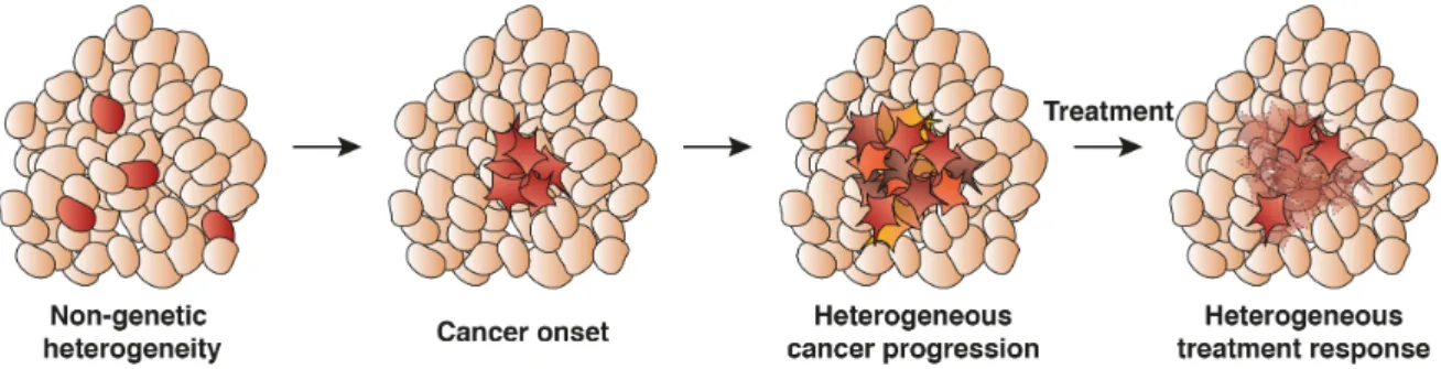 Fig. 1.5: Heterogeneous cell states and cell responses in cancer development.