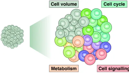 Fig. 1.10: Differences in cell states induce extrinsic noise.