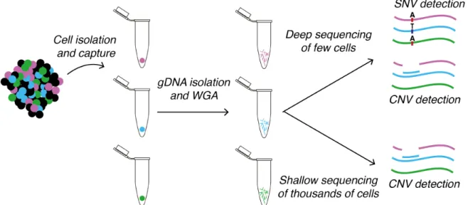 Fig. 1.12: ScDNA-Seq allows detection of SNVs and CNVs between individual cells.