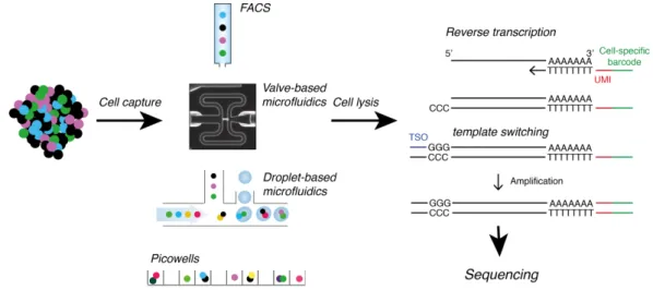 Fig. 1.13: Workflow for scRNA-Seq technologies.