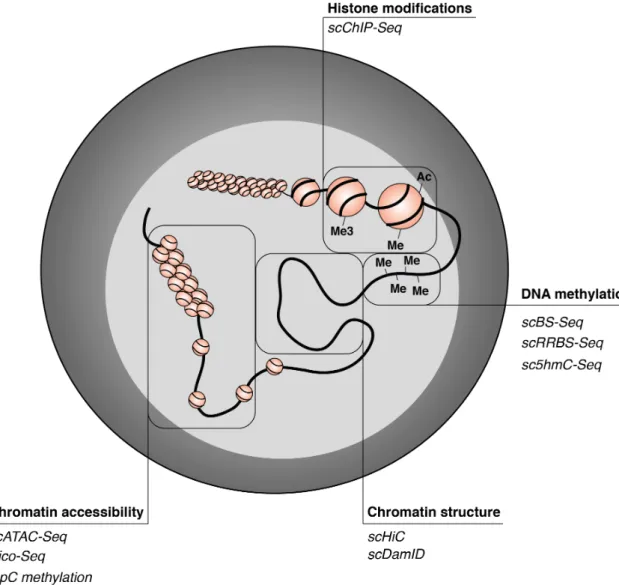Fig. 1.14: Single-cell epigenomics to study chromatin structure and modifications.