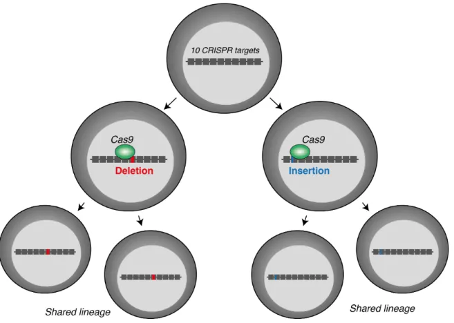 Fig. 1.17: CRISPR scarring for lineage tracing.