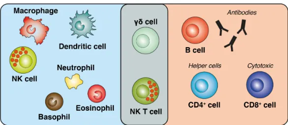 Fig. 1.18: Cell types of the adaptive and innate immune system.