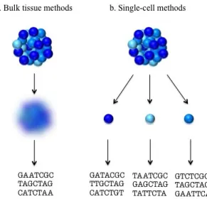 Figure 1.1. Bulk tissue sample (left) is used to obtain sequence informa- informa-tion on an aggregate of the entire populainforma-tion of thousands to millions of cells within a tissue
