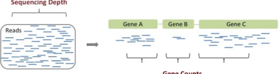 Figure 2.1. In the context of RNA-seq, sequencing depth most commonly refers to the total number of reads that are mapped to the genome and subsequently quantiﬁed as gene expression measurements.