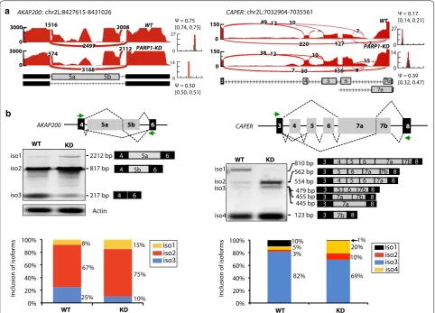 Fig. 1 PARP1 depletion alters splicing decisions. a Sashimi plots showing changes in the splicing decisions due to PARP1 depletion in RNA‑seq genome‑wide analyses for AKAP200 and CAPER