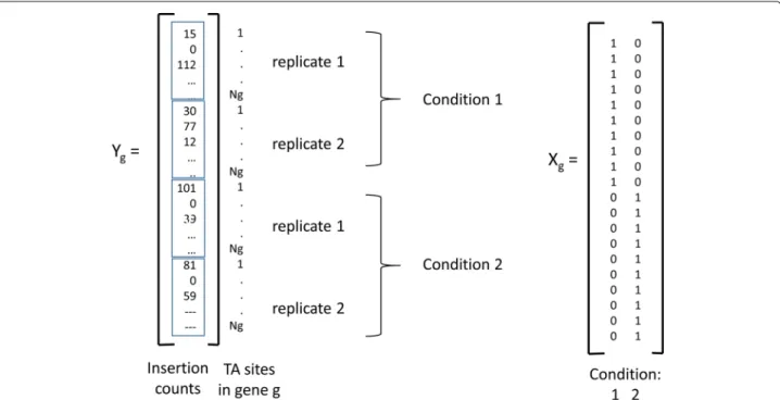 Fig. 1 Illustration of the counts vector Y g and conditions matrix X g for 4 datasets, consisting of 2 conditions, each with 2 replicates