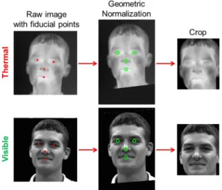 Fig. 2. Raw thermal and visible images with manually labeled fidu- fidu-cial points from the WSRI dataset are geometrically normalized to canonical coordinates and cropped.