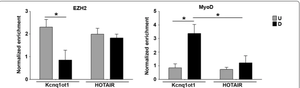Fig. 8 Kcnq1ot1 interacts with EZH2 in undifferentiated and with MyoD in differentiated cells