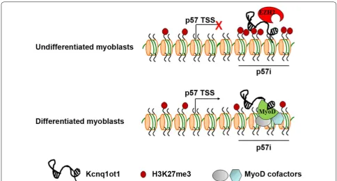 Fig. 9 Schematic model of the mechanism by which Kcnq1ot1 regulates p57 expression during muscle differentiation