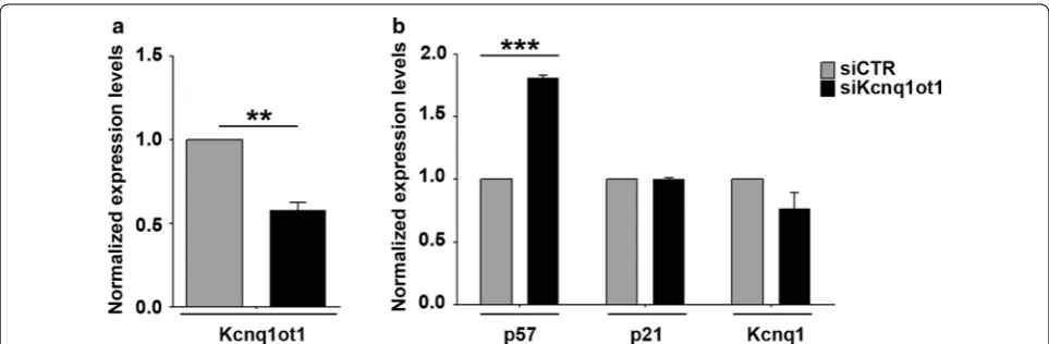 Fig. 1 Kcnq1ot1 knockdown boosts < 0.01 (**); medium. Values, relative to those of Tbp RNA, are the mean p57 induction in differentiating myoblasts
