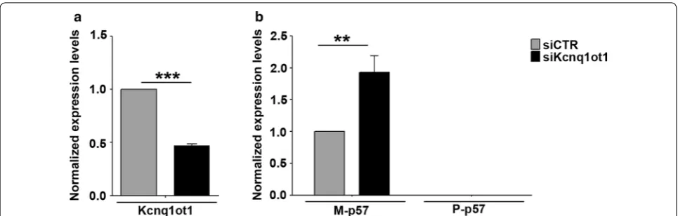 Fig. 2 Kcnq1ot1 knockdown affects maternal but not paternal Paternal mean p57 expression