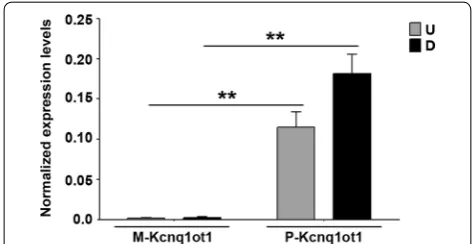 Fig. 4 Kcnq1ot1 expression is restricted to the paternal allele and does not decrease during differentiation