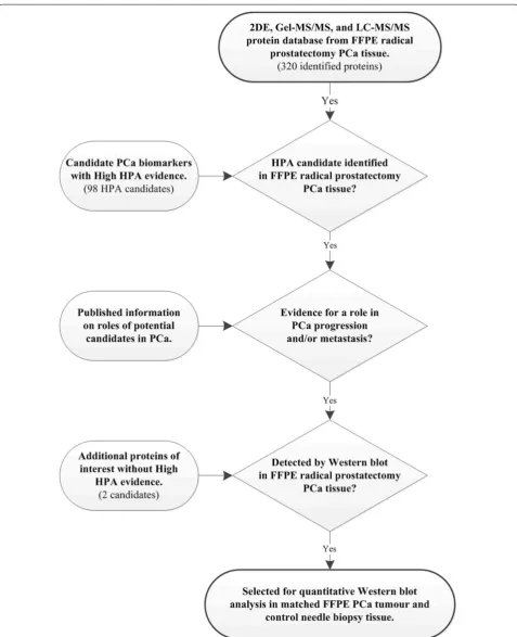 Fig. 2 Strategy for selection of candidates for Western blot analysis. Potential candidates were initially selected from the set of 320 proteins identified by MS of radical prostatectomy sections by comparison with proteins annotated for PCa in the Human P