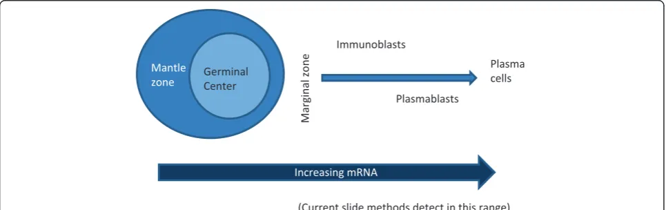 Figure 1 Ig mRNA levels increase with B cell differentiation. As B lymphocytes pass through stages of maturation from precursor B cells tonaïve B cells to germinal center cells to post-germinal center cells then to plasma cells, the level of mRNA encoding immunoglobulin increases.Current slide-based methods are generally able to detect the mRNA levels found in the later stages of differentiation (generally in the post-germinal center stages).
