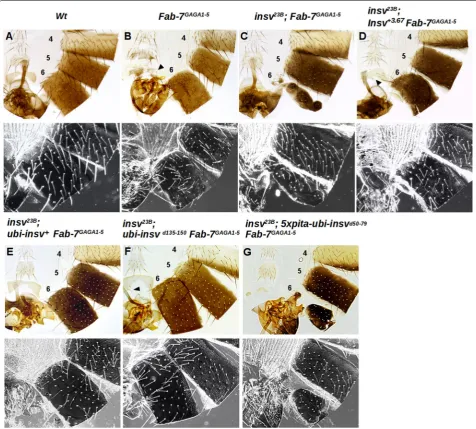 Fig. 7 In vivo architectural functions of wild-type and mutant Insv proteins. indicative of a weak A6 to A5 transformation