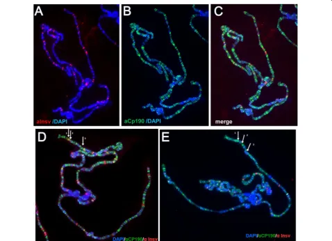 Fig. 8 The Insv:CP190 interaction domain is required for the Insv binding to a subset of sites on polytene chromosomes