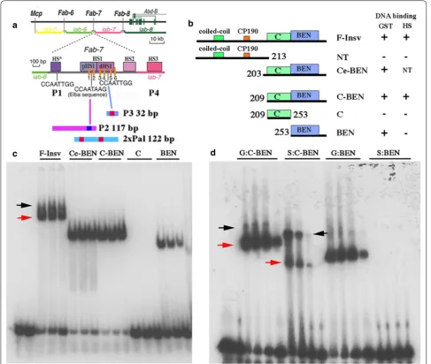 Fig. 1 Organization of the bithorax complex and functional dissection of the Insv protein: DNA binding and multimerization