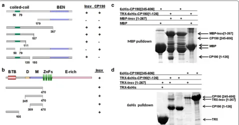 Fig. 6 Insv–Insv and Insv–CP190 interactions. a Summary of two-hybrid experiments with full-length and truncated Insv proteins with either full-length Insv or full-length CP190