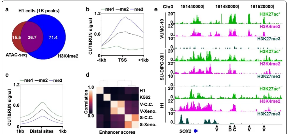 Fig. 7 AutoCUT&RUN identifies cell-type-specific enhancer elements. a Scaled Venn diagram showing the overlap of accessible chromatin sites (ATAC-seq peaks) and peaks called on H3K4me2 AutoCUT&RUN profiles in H1 cells