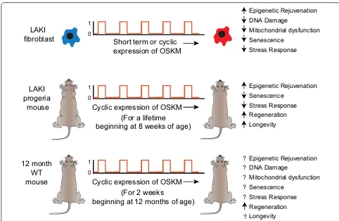 Fig. 2 Age reprogramming in vivo. Schematic depiction of the experiment by Ocampo et al