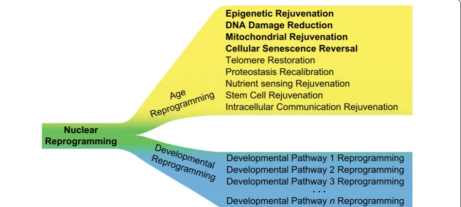 Fig. 3 Nuclear reprogramming depicted as a multi-layered process. Nuclear reprogramming can be separated into age and developmental reprogramming