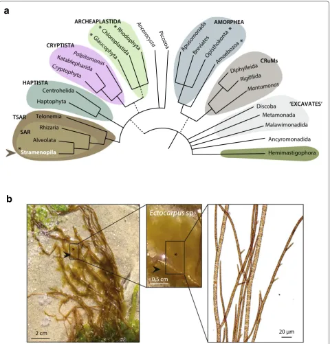 Fig. 1 a Schematic view of the Eukaryotic tree, redrawn from [73]. The coloured groupings correspond to the currently recognised ‘supergroups’