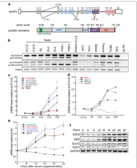 Fig. 1 Ezh2 splicing is differentially regulated during meiosis and mitosis. a Schematic structure of the mouse Ezh2 gene and protein