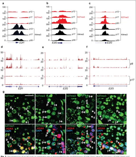 Fig. 2 The expression of ex14D-H3K4me3 enrichment on for ChIP-seq analysis. each time point are presented here