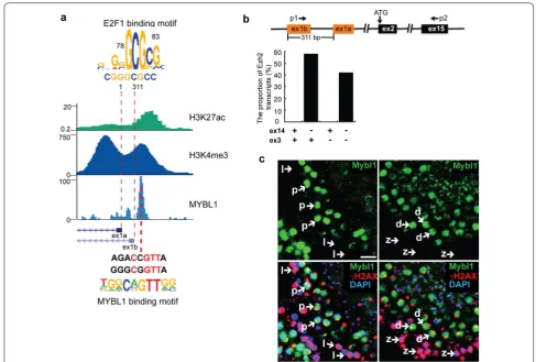 Fig. 3 The expression of ex14D-Ezh2 is activated by MYBL1. a The epigenetic signature and transcription factor binding motifs around Ezh2’s 5′ UTR