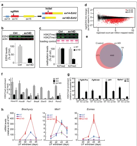 Fig. 4 ex14D-EZH2 participates in establishing and maintaining H3K27 methylation and promotes ES cell differentiation