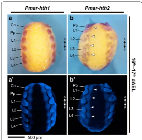 Fig. 7 Pmar-dachshund 1 (Pmar-dac1) (a–h) and Pmar-dachshund 2 (Pmar-dac2) (i–l) colorimetric in situ hybridization, appendage dissections in lateral view