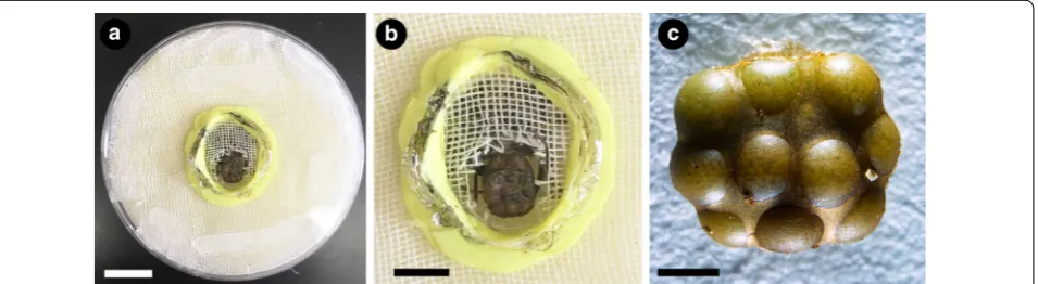 Fig. 10 Tool for removing the brood sac from whip spiders. a Dissecting dish made of plastic petri dish and foam