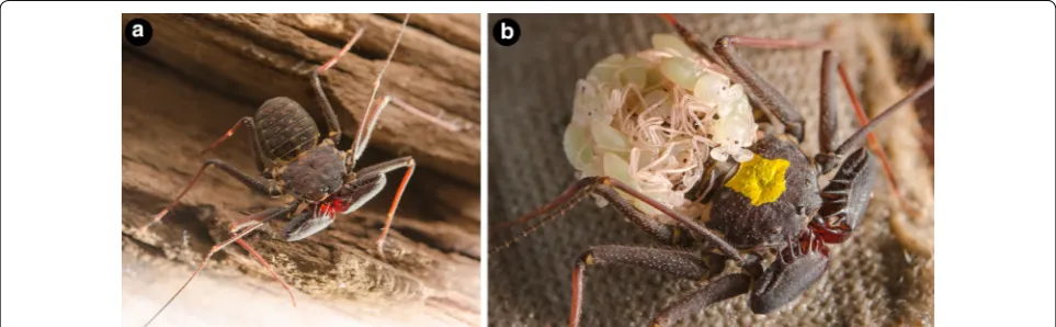 Fig. 1 Phrynus marginemaculatus as a model to study Amblypygi development. a Adult male P